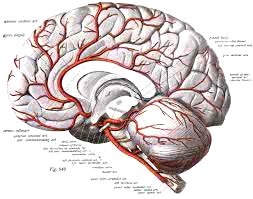 cerebro en la creación de adam