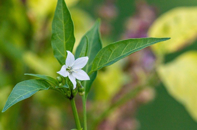 Retrato de una flor de pimiento.